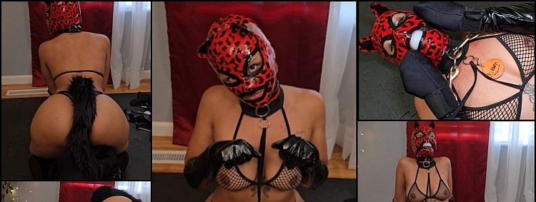 Your Cumming Kitten